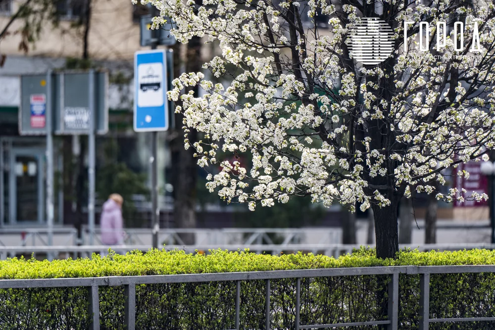 Цветущая улица Ставропольская (4)