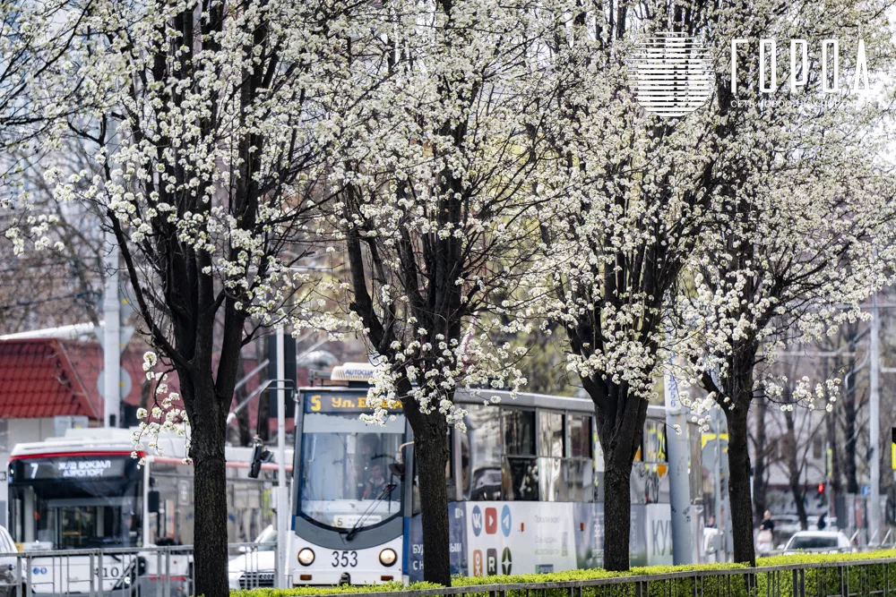 Белые троллейбус и трамвай спрятались за белоснежными деревьями