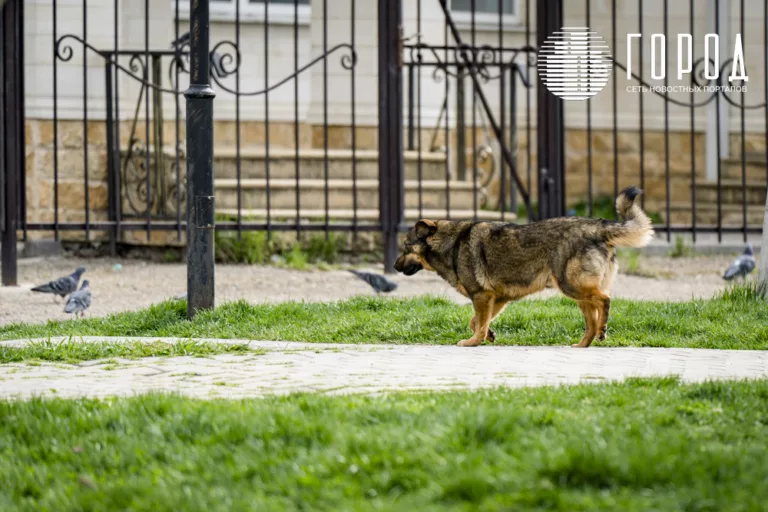Олег Дерипаска построит приюты для бездомных собак в Краснодарском крае
