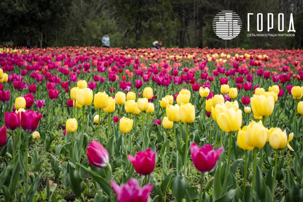 Тюльпаны в Ботаническом саду Косенко Краснодара (11)