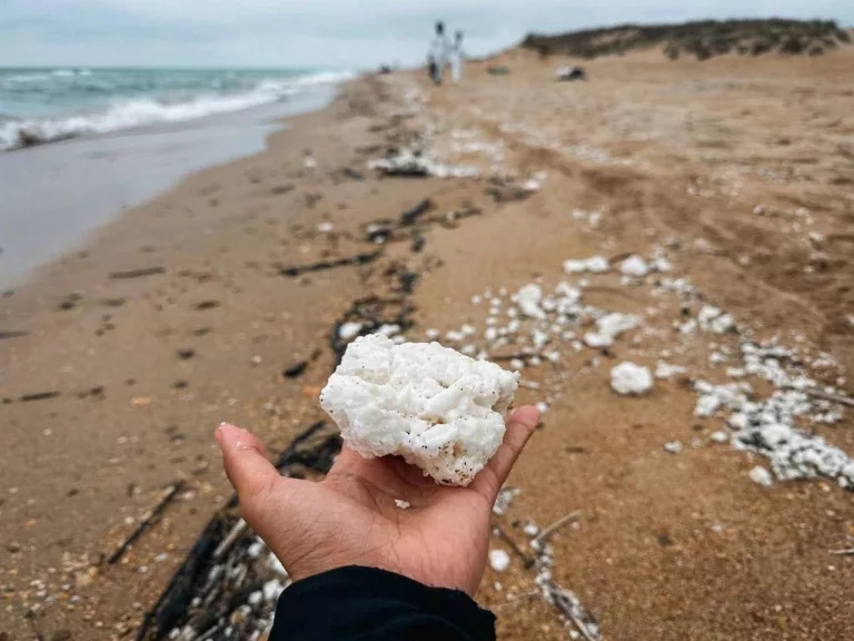 Ущерб не оценивали: прокуратура не нашла виновных в разливе пальмового масла на побережье Анапы и Темрюка