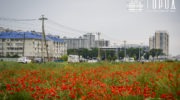 Маковые поля в Краснодаре (13)