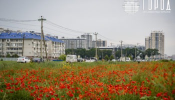 Маковые поля в Краснодаре (13)