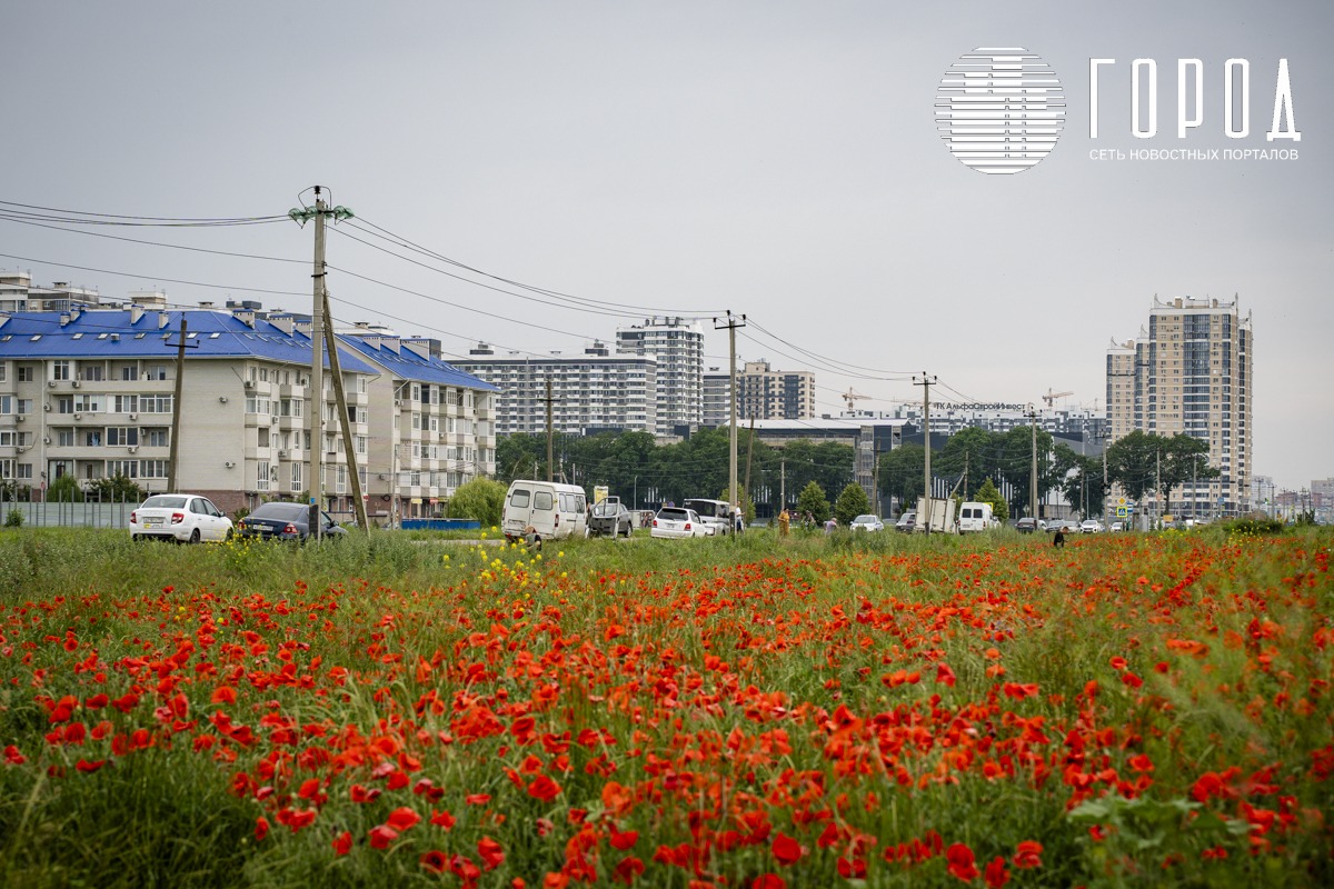 Маковые поля в Краснодаре (13)