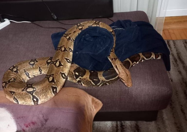 Удав напал на хозяйку и покусал ее в Новороссийске