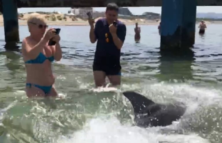 Люди купаются среди мазута и дельфинов: показали пляжи Анапы в начале турсезона