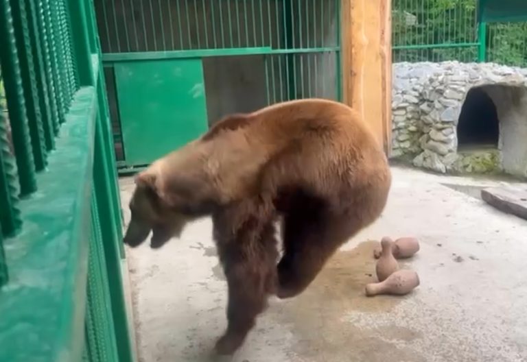 В Сочи спасённый медведь Винни устроил завораживающие танцы: видео