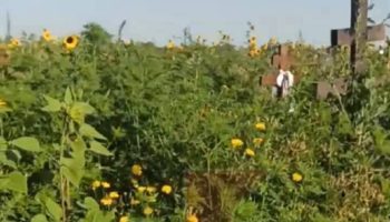 Кладбище в Копанском заросло травой в человеческий рост