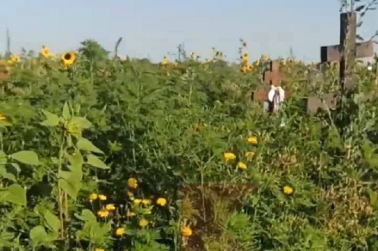 В Краснодаре заросло травой Новое кладбище: мэр за 554 млн рублей откроет другое