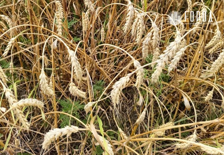 Режим ЧС ввели в Краснодарском крае: гибнет урожай