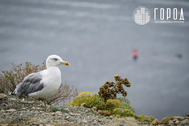 В Анапе и Темрюке восстанавливают популяции краснокнижных птиц