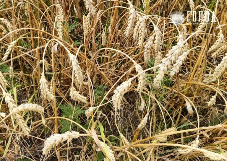 Режим ЧС ввели в 11 районах Краснодарского края из-за засухи