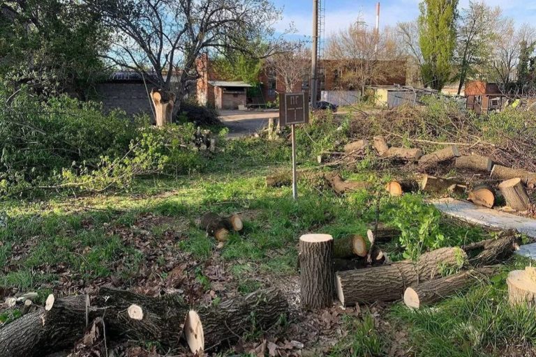 В Краснодаре незаконно вырубили деревьев на 40 млн рублей: виновников скрывают