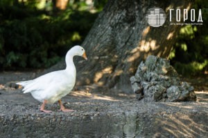 Городской Сад Краснодар-3423