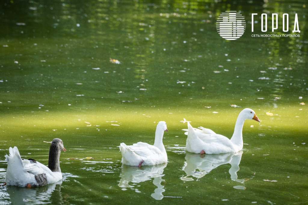 Птицы в грязной воде