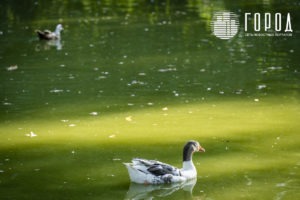 Городской Сад Краснодар-3426