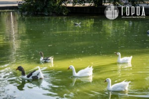 Городской Сад Краснодар-3427