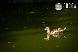 Городской Сад Краснодар-3430