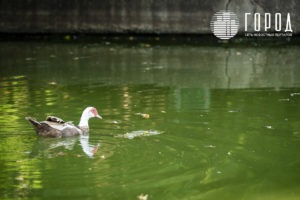 Городской Сад Краснодар-3431