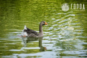 Городской Сад Краснодар-3445