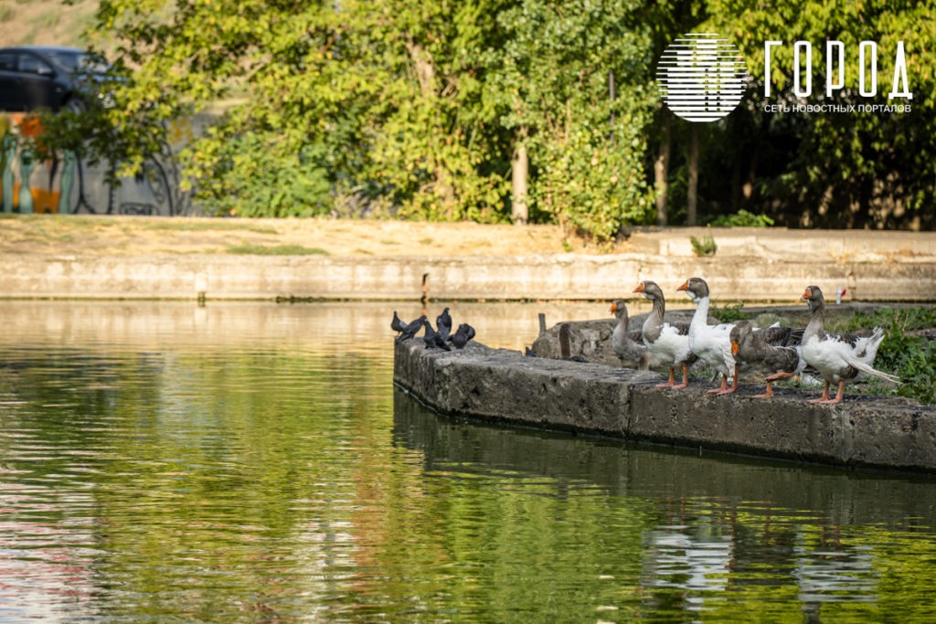 Гуси и голуби