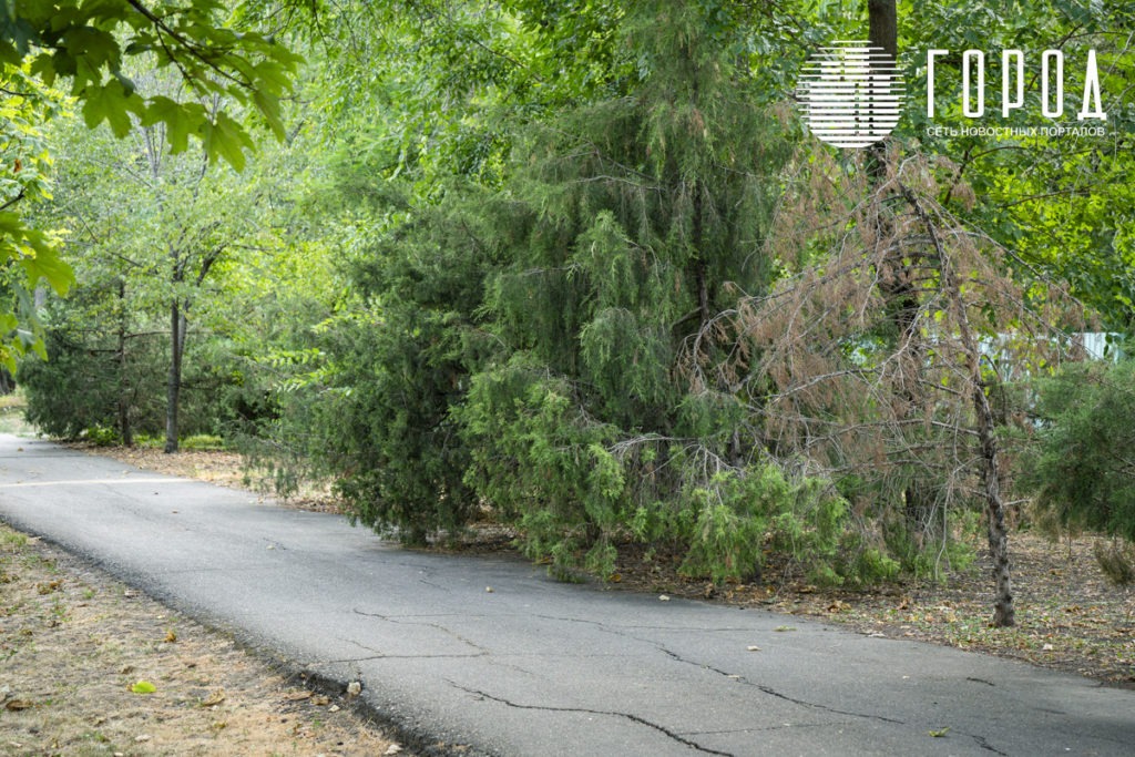 Аллея Горсада Краснодара