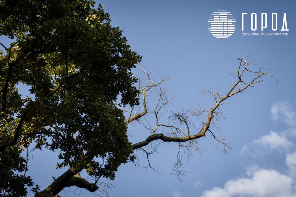 Ветка многовекового дуба