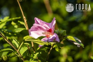 Городской Сад Краснодар-3463