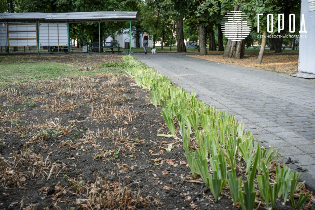 Газоны Горсада жёлтые