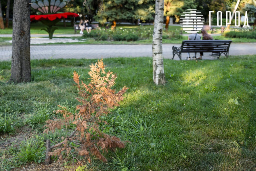 Сухое дерево в Горсаду Краснодара