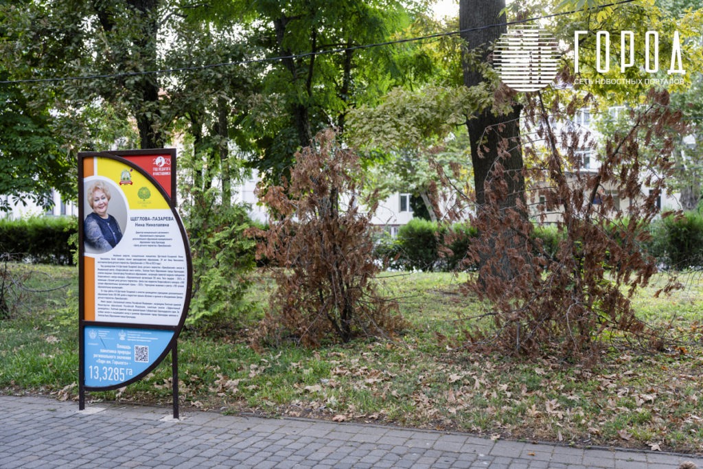 Пожелтевшая хвоя за стендами с известными людьми Краснодара