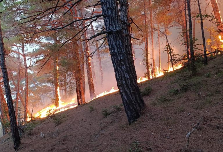 Площадь лесных пожаров в Геленджике после падения БПЛА увеличилась до 42 га
