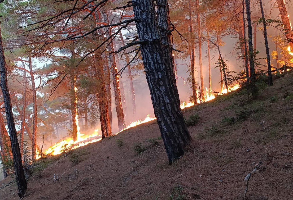 Тушение лесных пожаров в Геленджике (2)