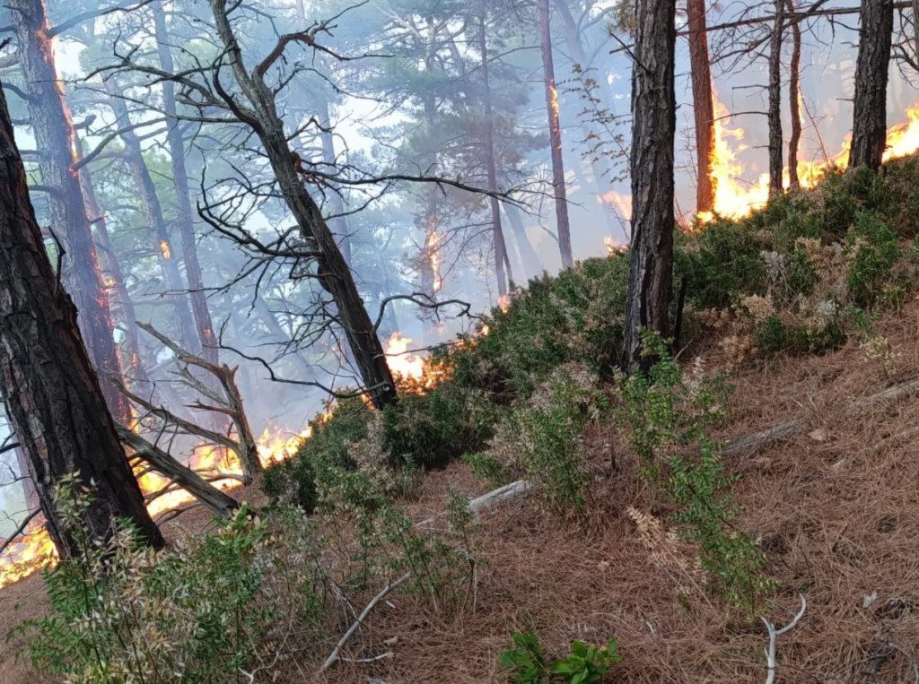 Тушение лесных пожаров в Геленджике (3)