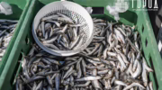 Хамса на рынке в Анапе