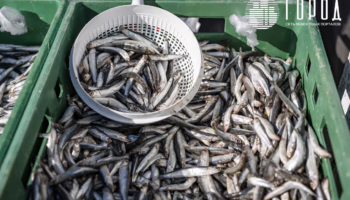 Хамса на рынке в Анапе
