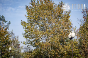 Сергей Галицкий украшения Красной к Новому 2026 году (6419)