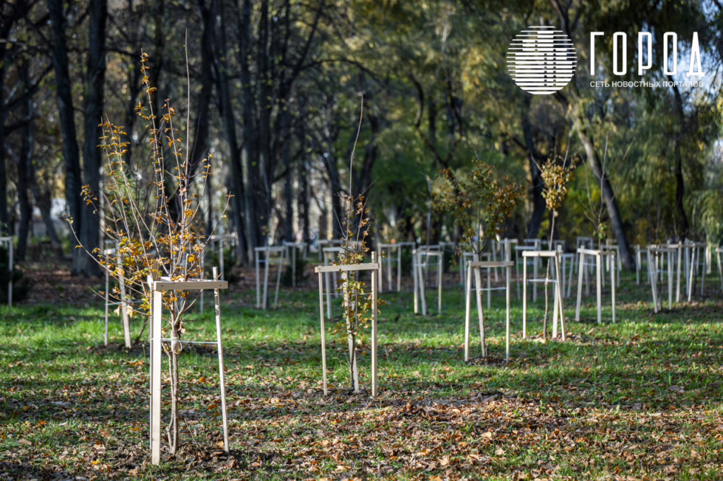 Высаженные деревья