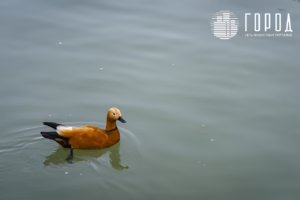 Солнечный остров Краснодар-6830