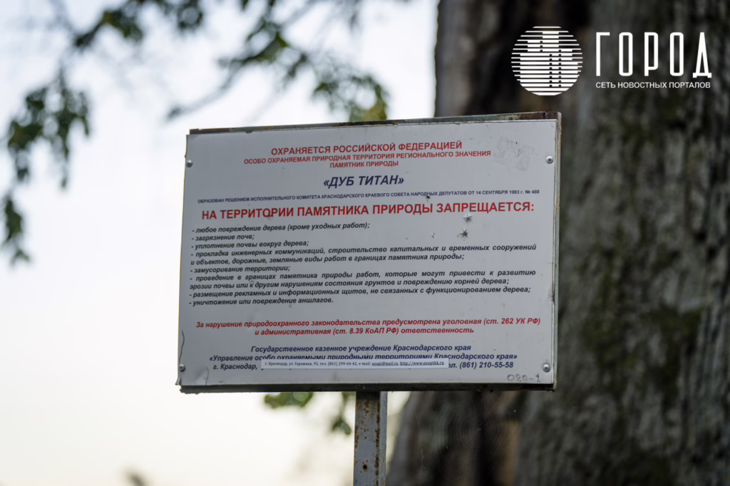 Дуб Титан Краснодар-6851