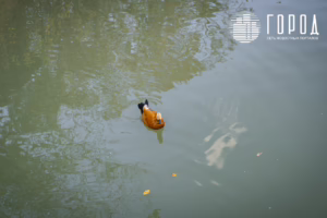 Солнечный остров Краснодар-8308