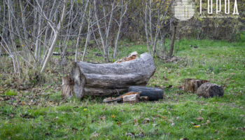 Озеленение Краснодара