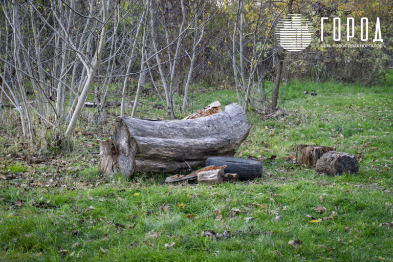 В Краснодаре срублено много, не посажено ничего: что мог бы сказать профессор Очаповский мэру Наумову