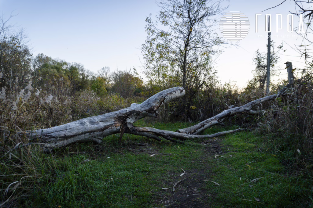 Поваленное дерево