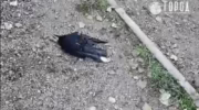 Массовая гибель ворон в Краснодаре