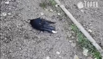 Массовая гибель ворон в Краснодаре