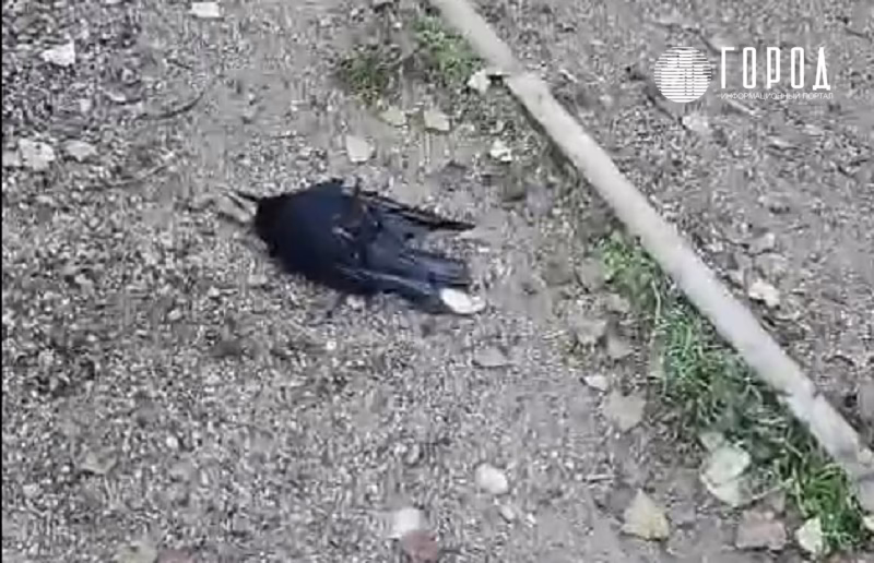 Массовая гибель ворон в Краснодаре