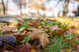 Осень 2025 года в Краснодаре (14)