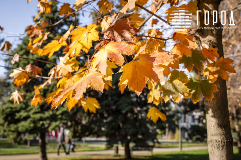 Краснодарский край пережил осень 2025 года: что было и чего ждать