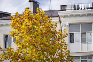 Осень 2025 года в Краснодаре (2)